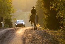 How should I overtake a horse when riding my motorcycle? Overtaking horse on the road
